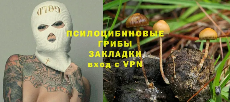 Галлюциногенные грибы Psilocybe  Вятские Поляны 